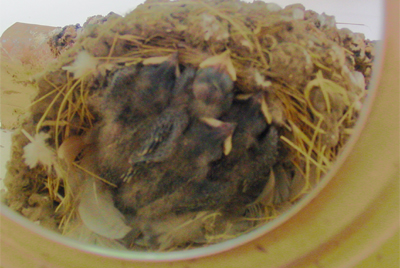 Barn Swallow (?) chicks