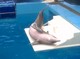 Panama the Dolphin